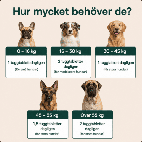 För hundar som blivit 'svagare' med åldern - Skuttly